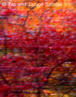 Autumn #2