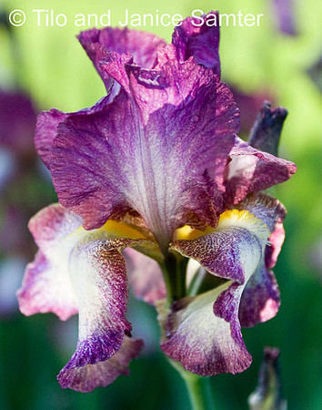 CRW_6784