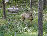 B8O2239 Elk, Signal Mountain Grand Teton National Park