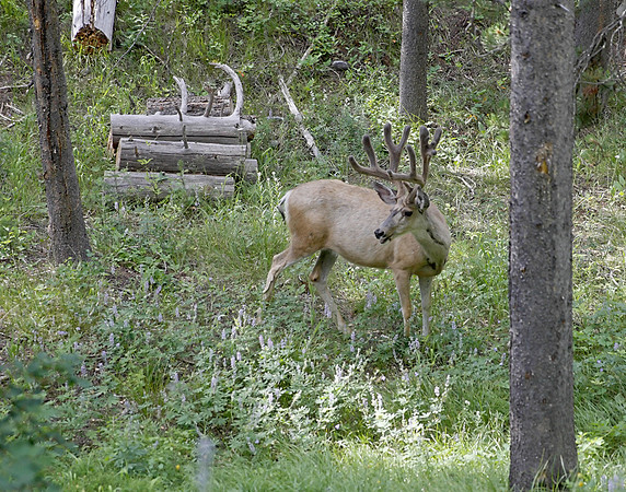 B8O2239 Elk, Signal Mountain Grand Teton National Park
