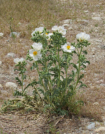 IMG_3855 Prickly Poppy, CA