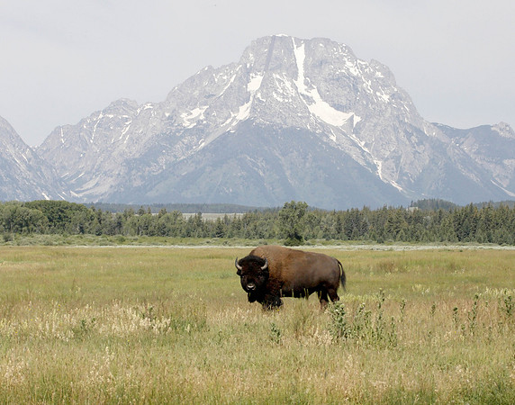 Z0R2507 Bison, Grand Teton National Park, WY