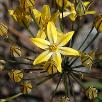 B8O1590 Pretty Face, Southern California
