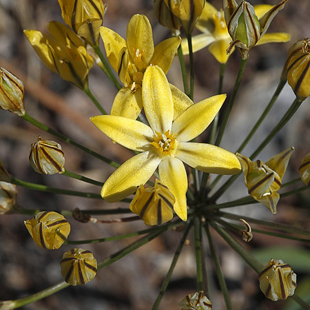 B8O1590 Pretty Face, Southern California