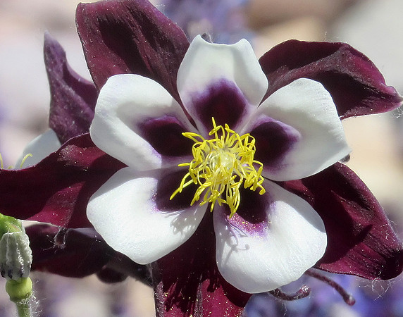 IMG_4776A Bi-color Columbine, WY