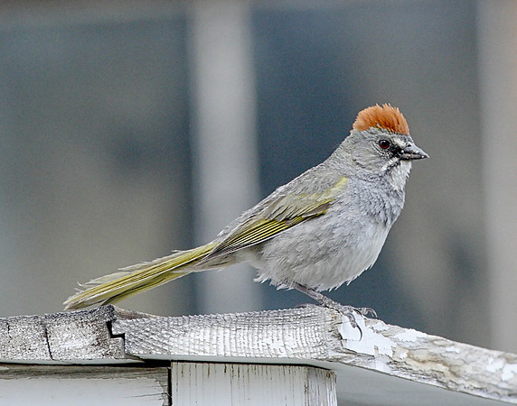 Z0R0245 Green-tailed Towhee, Bodie Ghost Town, CA