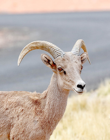 X7A6789 Bighorn sheep, Valley of Fire State Park, NV