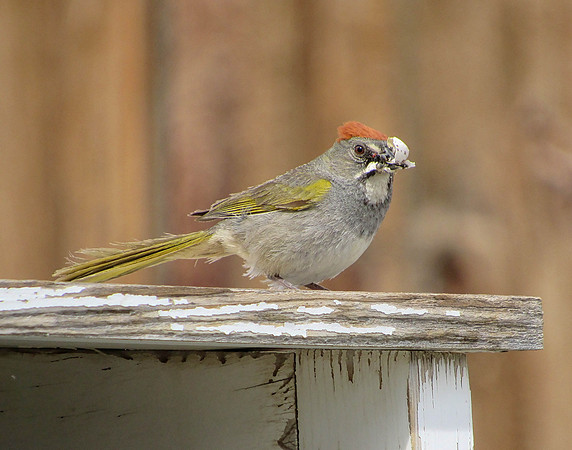 IMG_4402 Green-tailed Towhee, Bodie Ghost Town, CA