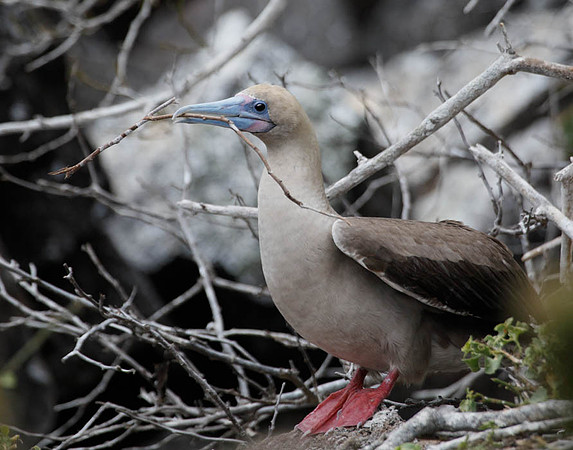 05A8586 Red-footed booby with nesting material Genovesa