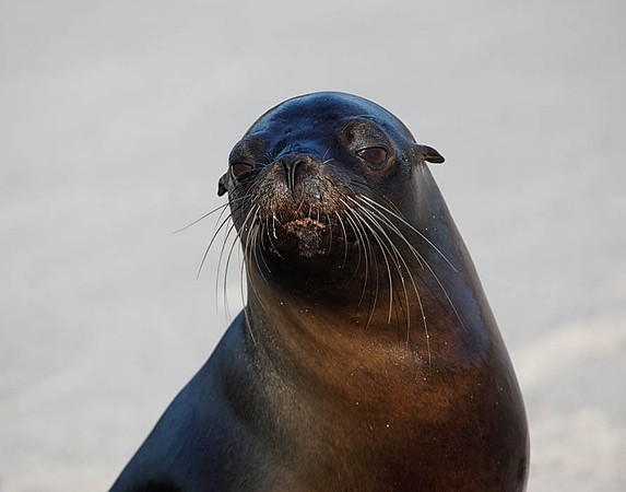 E2A2653 Sea lion portrait Mosuera