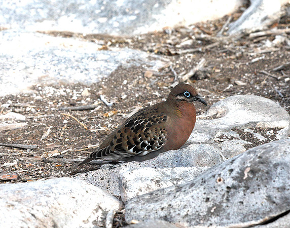 05A9259 Galapagos dove resting on rock Santa Fe