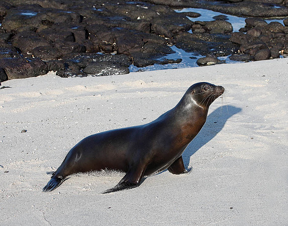 E2A2636 Sea lion walking Mosquera
