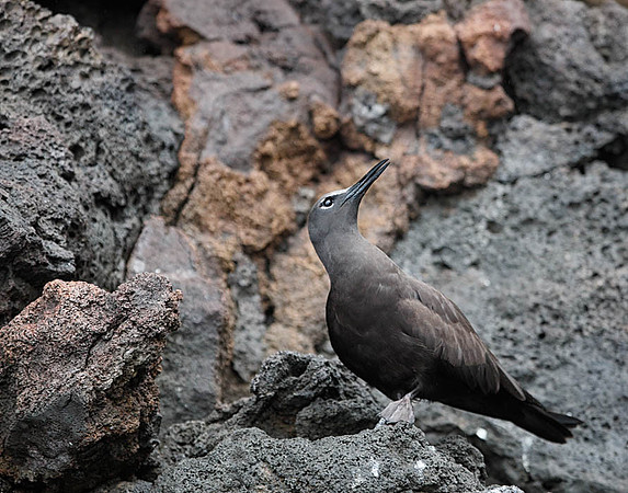 05A9541 Brown noddy tern Floreana