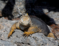 05A7954 Land iguana Santa Cruz