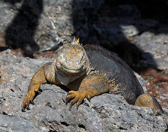 05A7954 Land iguana Santa Cruz