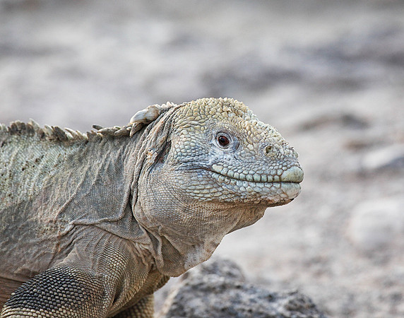 05A9225 Land iguana Santa Fe
