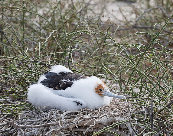 05A8997 Great frigatebird chick on nest N Seymour