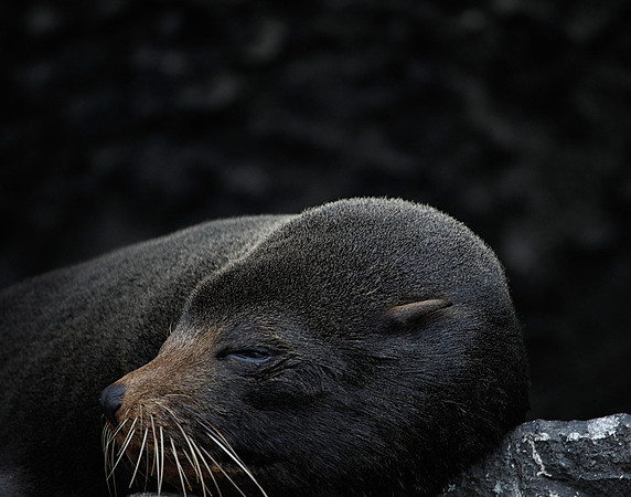 E2A4508 Sea lion close-up Genovesa