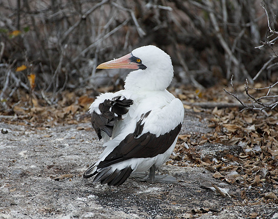 E2A4733 Nazca booby Genovesa
