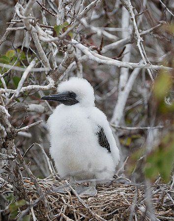 E2A4719 Nazca booby chick on nest  Genovesa