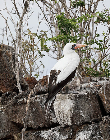 05A8642 Nazca booby on cliff Genovesa