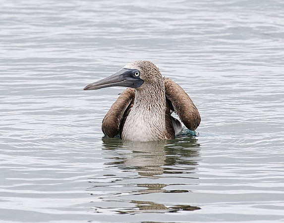 05A9494 Blue-footed booby in water Floreana