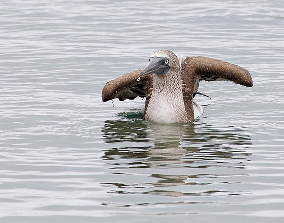 05A9495 Blue-footed booby in water Floreana