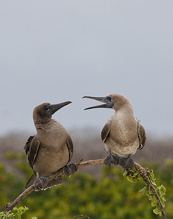 E2A3712 Two Blue-footed boobies juveniles on a curved branch Genovesa