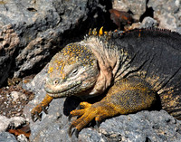 05A7964 Land iguana close-up Santa Cruz