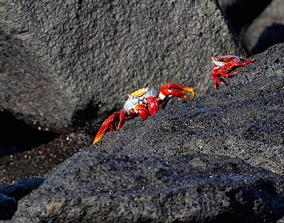E2A2518 Sally lightfoot crabs on lava rock Mosquera