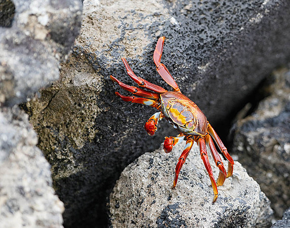 05A8431 Sally lightfoot crab Santiago E