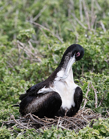 05A8673 Great frigatebird, female preening Genovesa