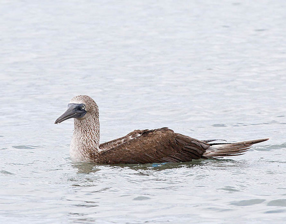 05A9474 Blue-footed booby in the water Floreana