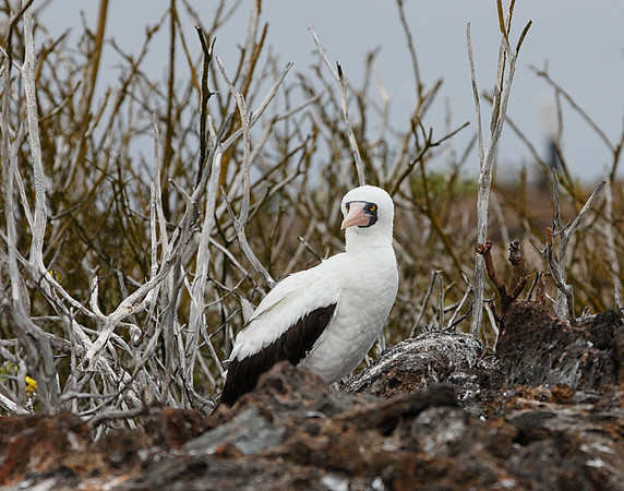 E2A4791 Nazca booby on ground Genovesa