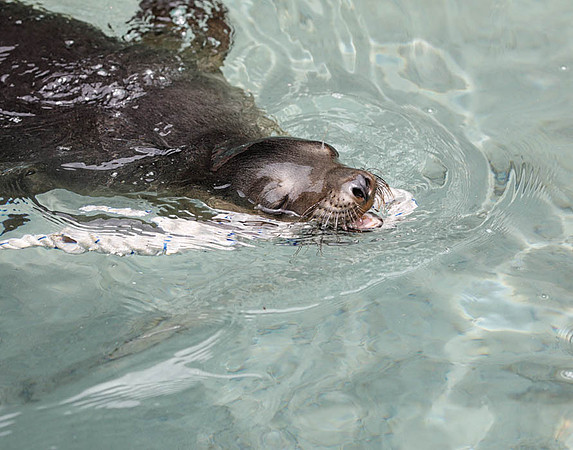 05A9604 Sea lion playing with rope Floreana