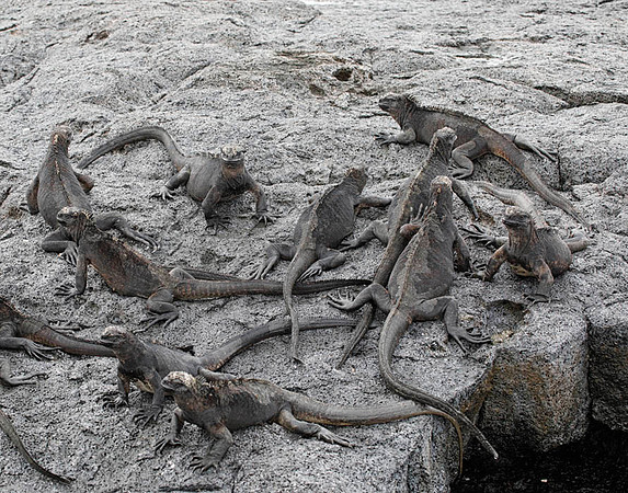 05A8437 Group of marine iguanas Santiago SE