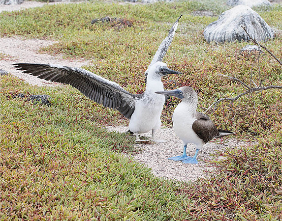 E2A5345 Blue-footed booby and chick N Seymour