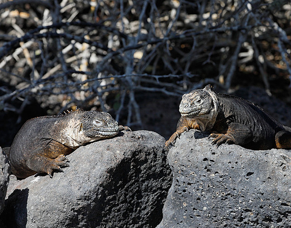 E2A1926 Two land iguanas on rocks South Plaza