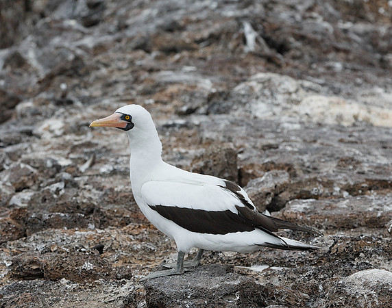E2A4576 Nazca booby on rock Genovesa
