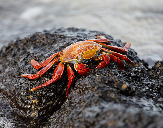 05A9702 Sally lightfoot crab Floreana