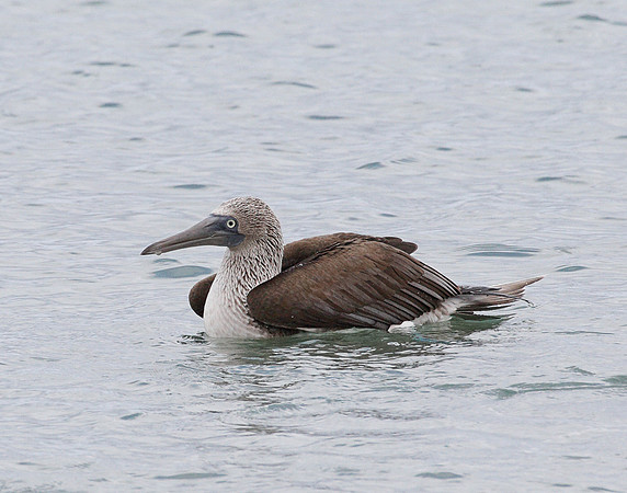05A9458 Blue-footed Booby in water Floreana