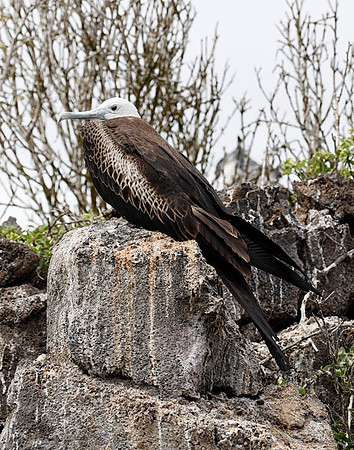 05A8754 Great frigatebird juvenile Genovesa