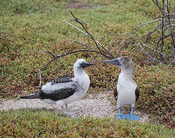 05A9053 Blue-footed booby with juvenile N Seymour
