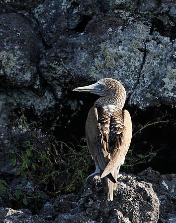 E2A1671 Blue-footed booby on rock, rear view North PLaza