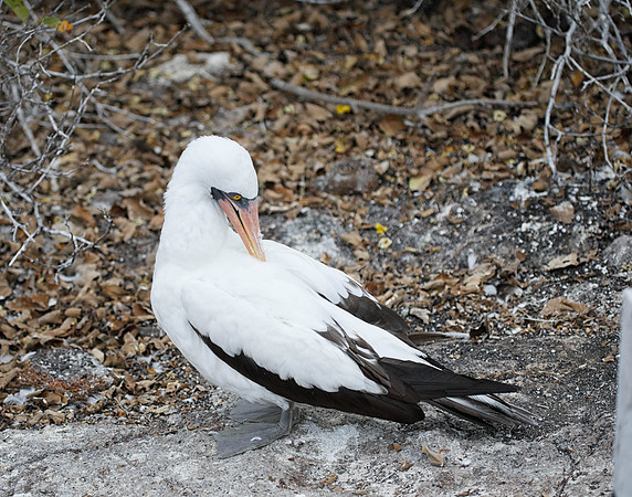 E2A4742 Nazca booby preening Genovesa