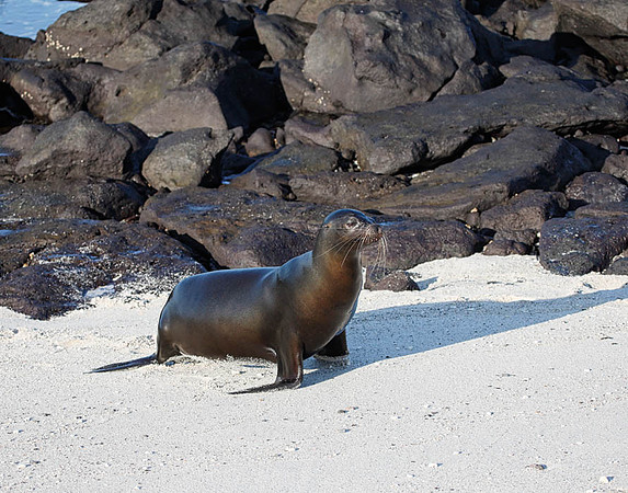 E2A2631 Sea lion walking Mosquera