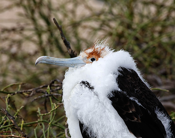 05A9151 Great frigatebird chick close-up N Seymour