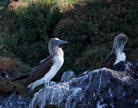 E2A1622 Two Blue-footed boobies on guano stained rock S Cruz