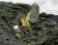 05A8353 Two Yellow warblers Santiago