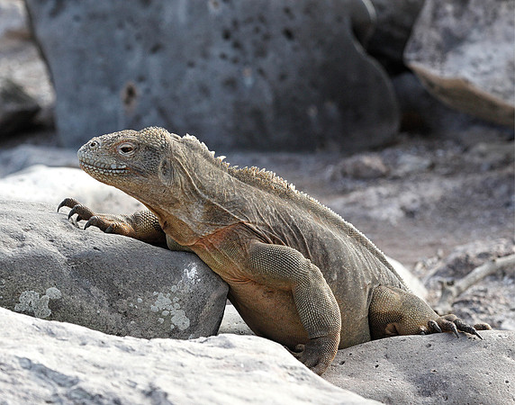 05A9246 Land iguana on rock Santa Fe